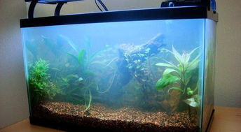水族造景美學(xué) 居家魚(yú)缸設(shè)計(jì)效果圖鑒賞與靈感指南