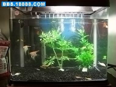 新手入門(mén) 如何為你的小魚(yú)缸打造一個(gè)生機(jī)盎然的微縮水景