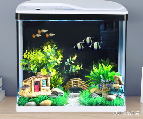 300元預算的魚缸選購指南 新手輕松入坑的高性價比方案